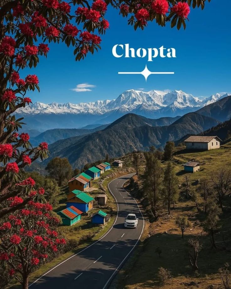 Rhododendron forests and Himalayan meadows at Chopta, Uttarakhand