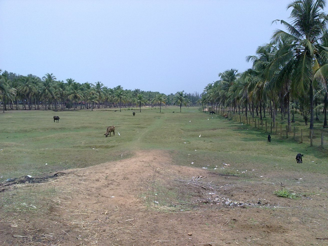 Broad golden sandy shoreline and breaking Arabian Sea waves at Chavakkad Beach in Thrissur, Kerala