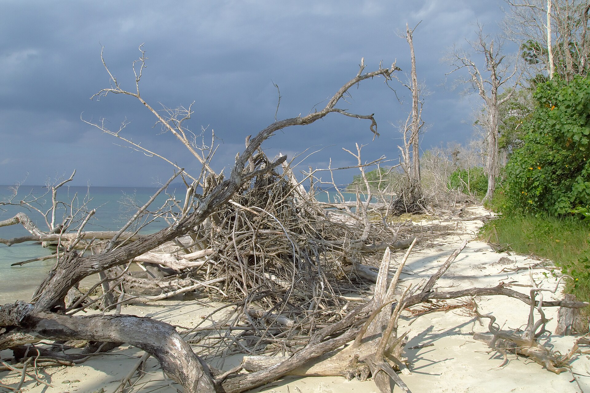 Pristine white sand and turquoise shallow water with fallen driftwood trees at Elephant Beach in Havelock Island, Andaman