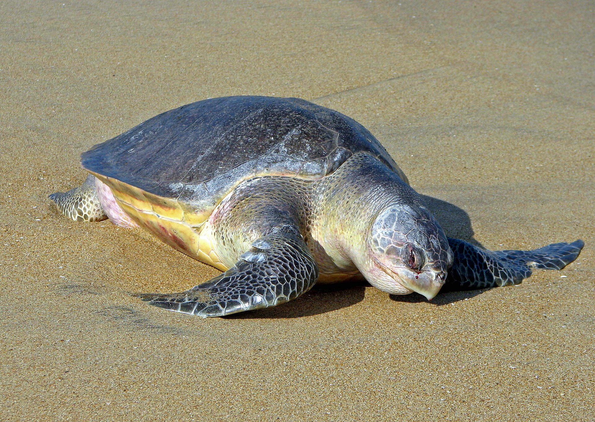 Magnificent Olive Ridley sea turtle (Lepidochelys olivacea) on coastal nesting sands at Gahirmatha Beach in Odisha
