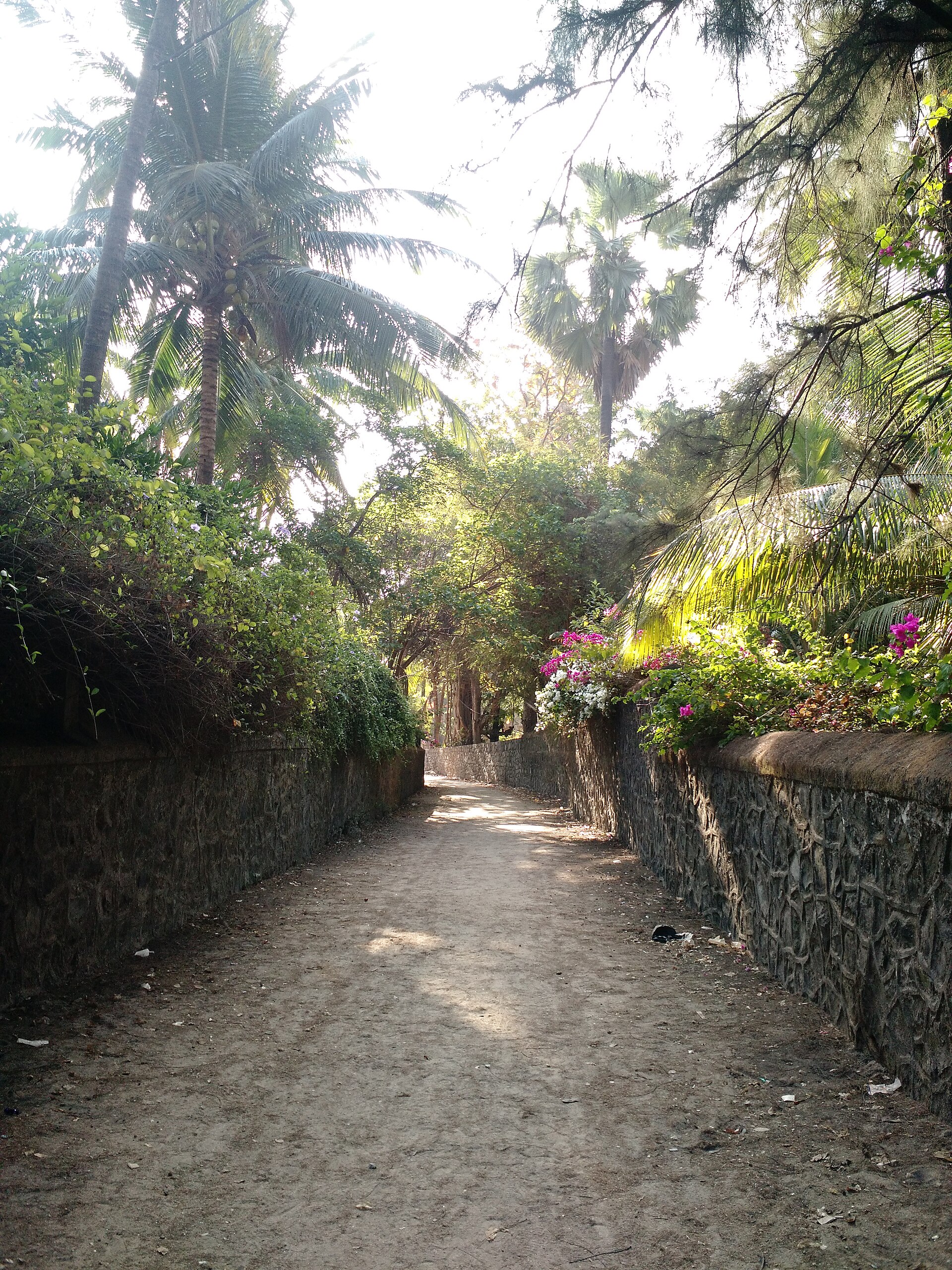 Broad sandy beach, gentle Arabian Sea waves, and green coconut wadi trees at Kihim Beach in Alibaug Maharashtra