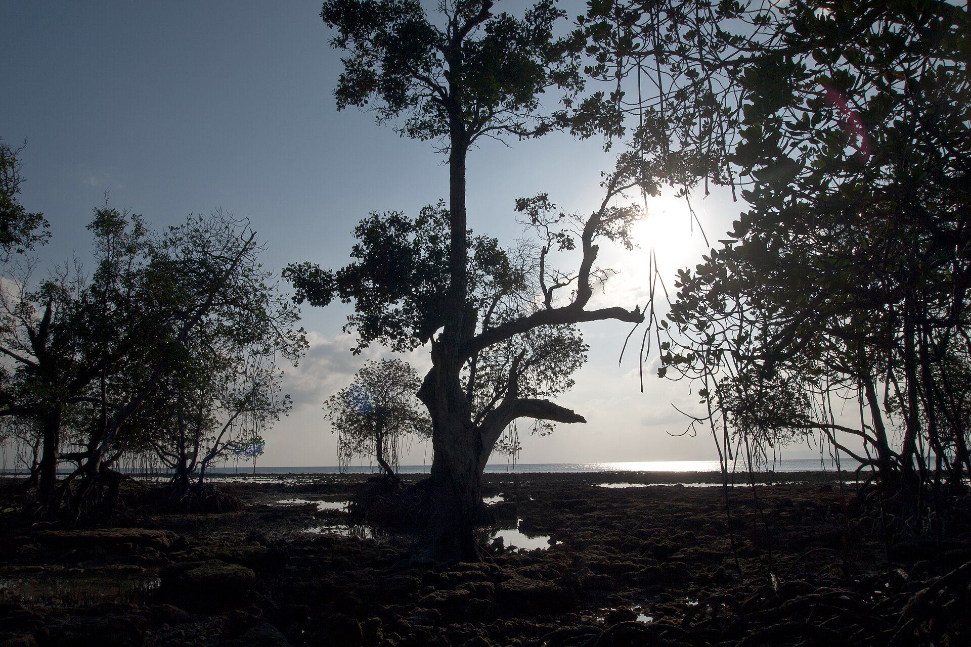 Golden sunrise light over the open Bay of Bengal, tropical trees, and sandy shore at Sitapur Beach on Neil Island