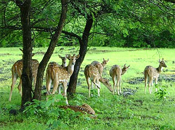 Barnawapara Wildlife Sanctuary