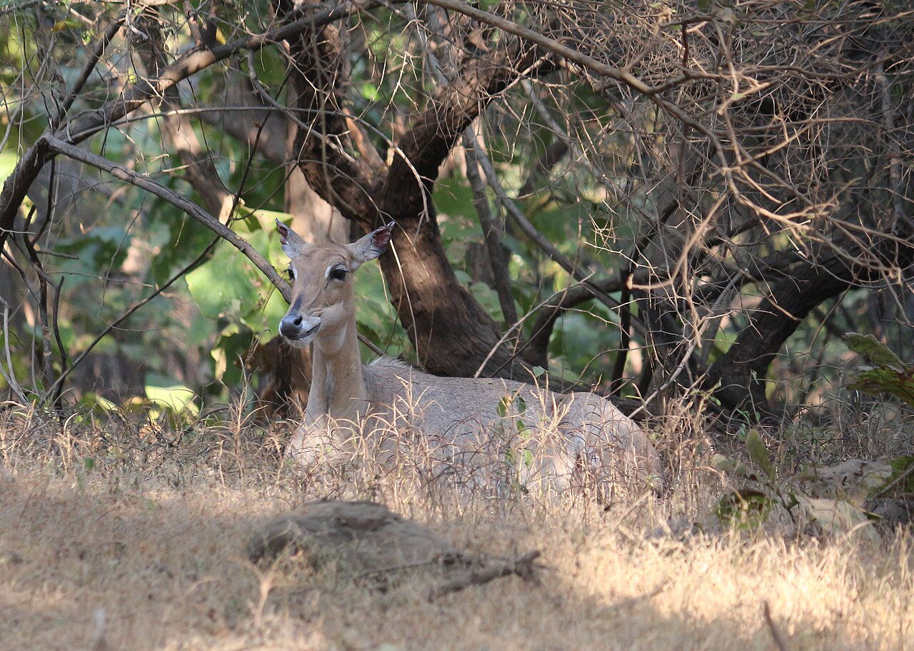 Gir National Park Asiatic Lion Guide 2026 — Sasan Gir & Somnath