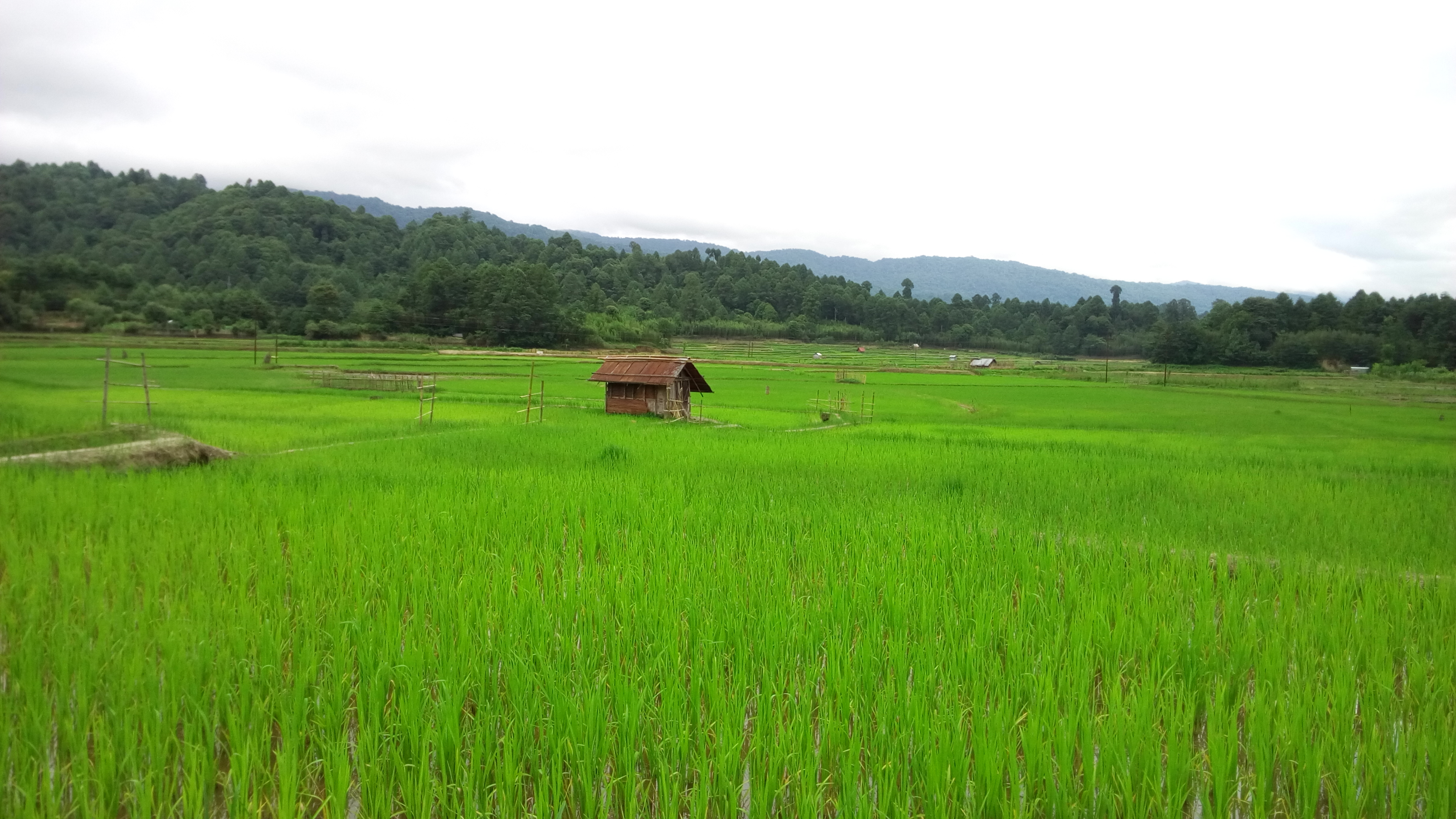 Ziro Valley & Apatani Tribal Heritage Arunachal Guide 2026 — Paddy Fish Culture
