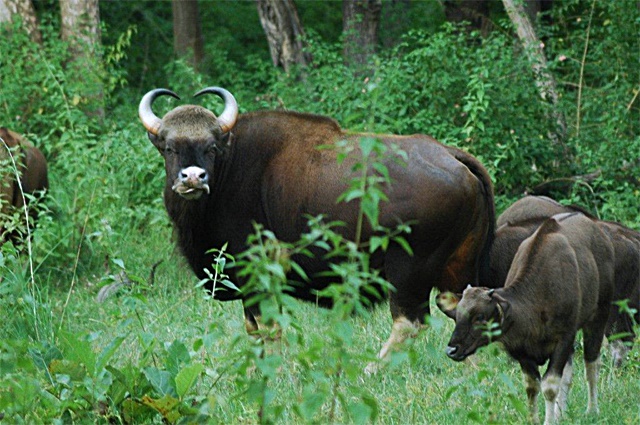 Bandipur National Park