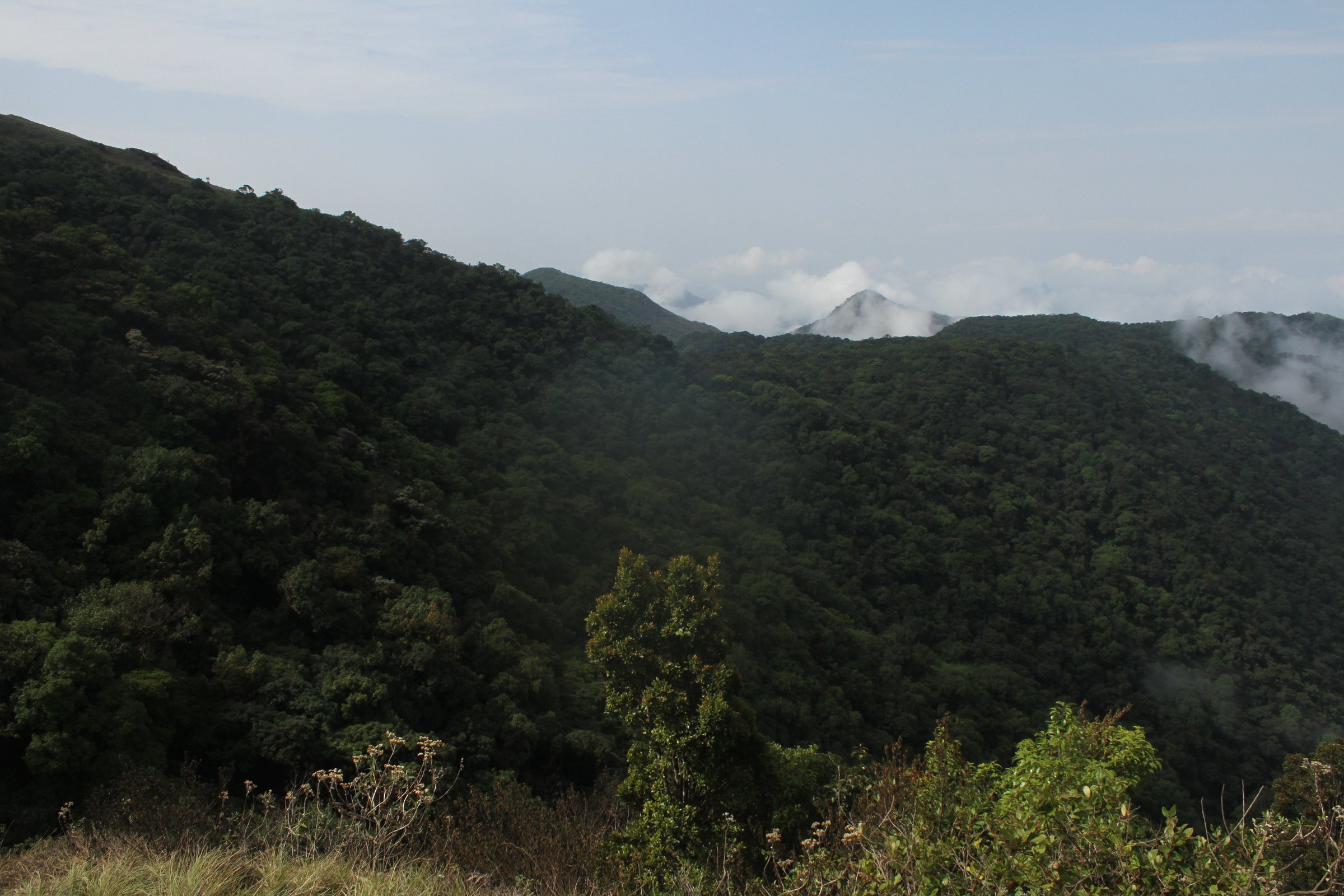 Silent Valley forest
