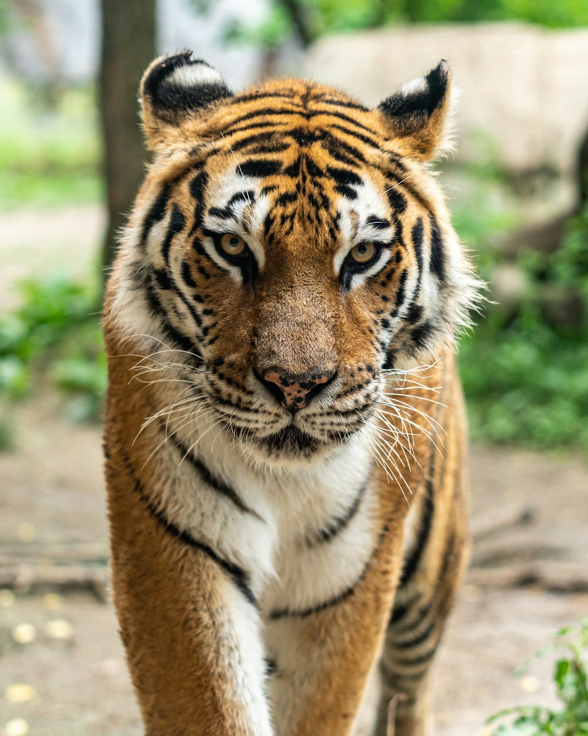 Tadoba Tiger Reserve Chandrapur