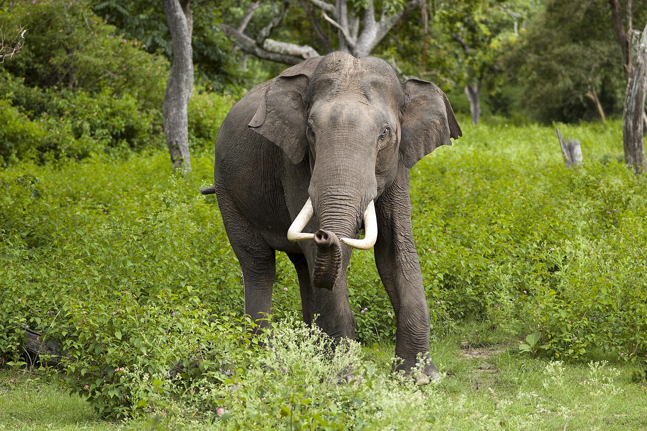 Bandipur Tiger Reserve Wildlife Action