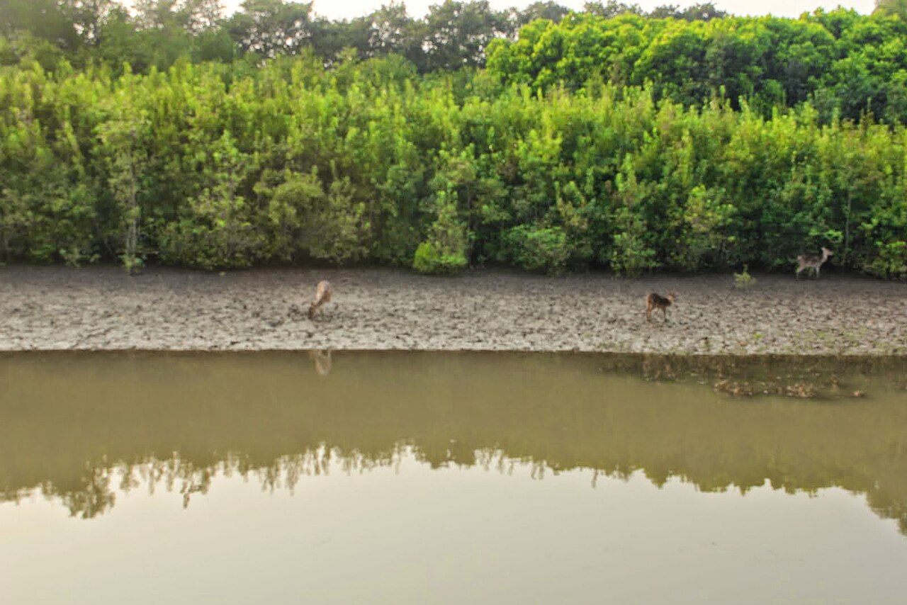 Bhitarkanika National Park Primary Landscape