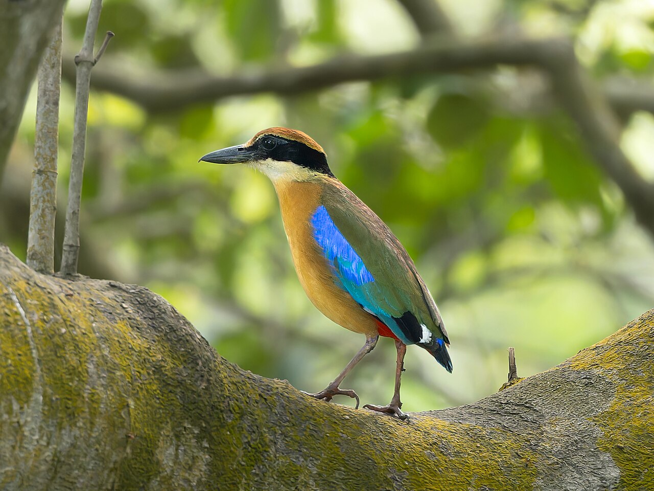 Bhitarkanika National Park River & Forest Canopy