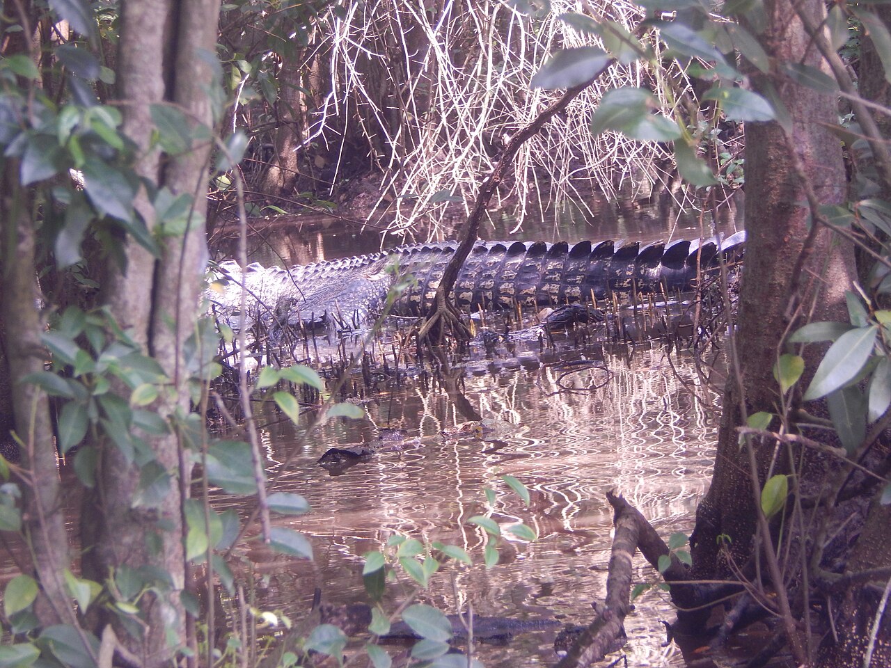 Bhitarkanika National Park Wildlife Action