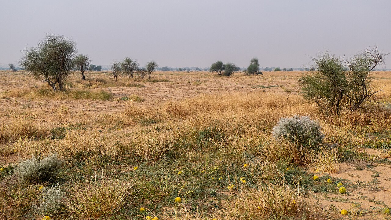 Desert National Park Primary Landscape