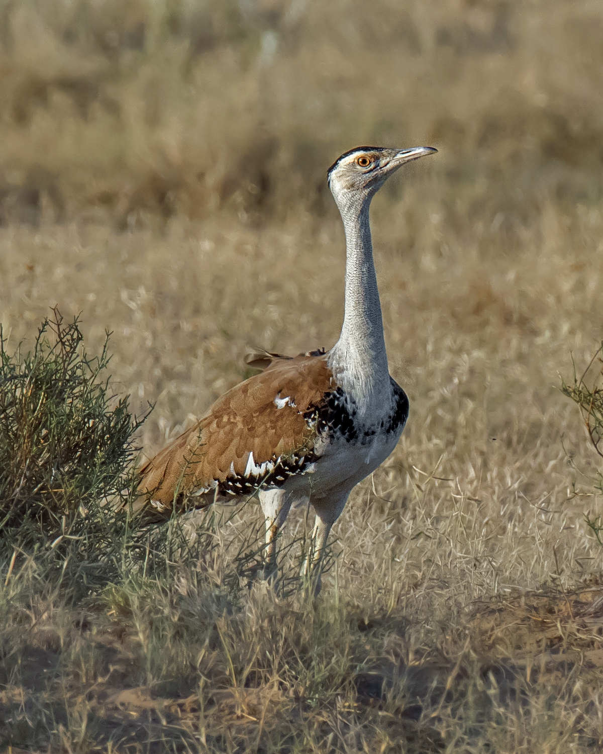 Desert National Park Wildlife Action