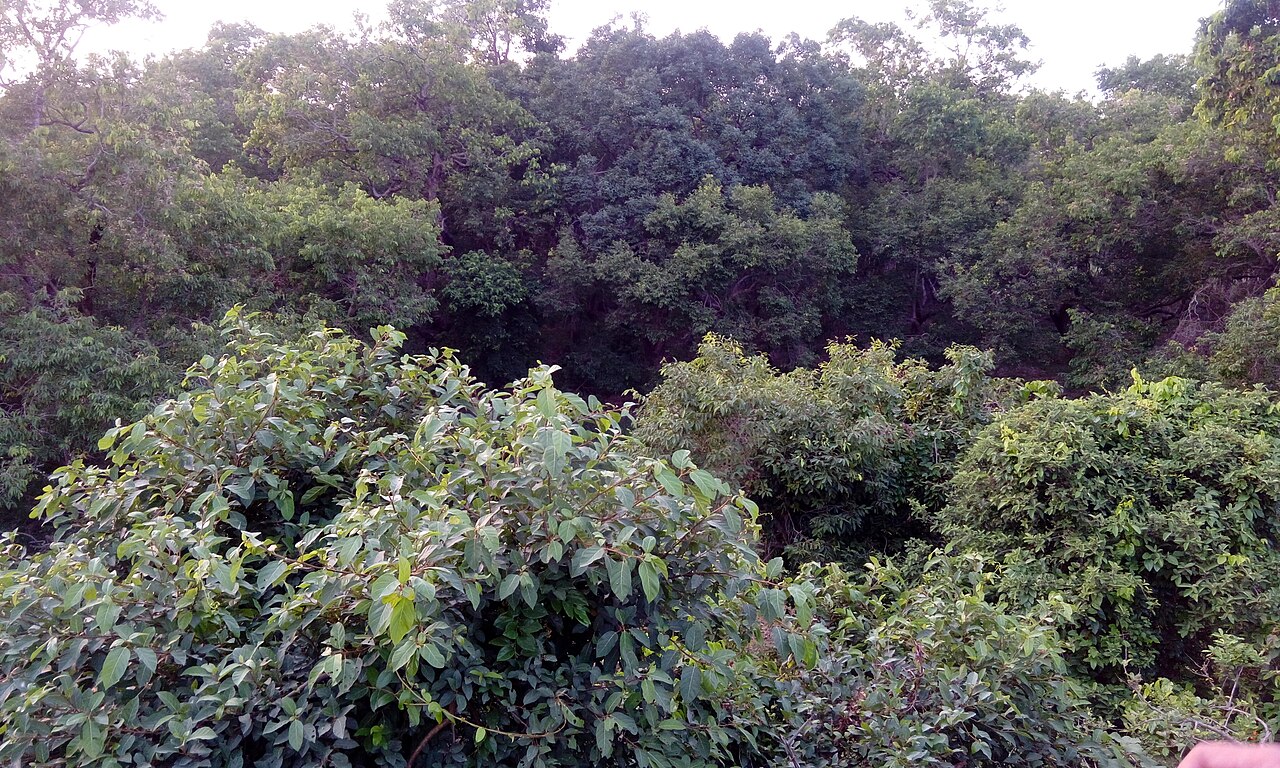 Landscape and flora of Etah Travel Guide Wildlife Sanctuary