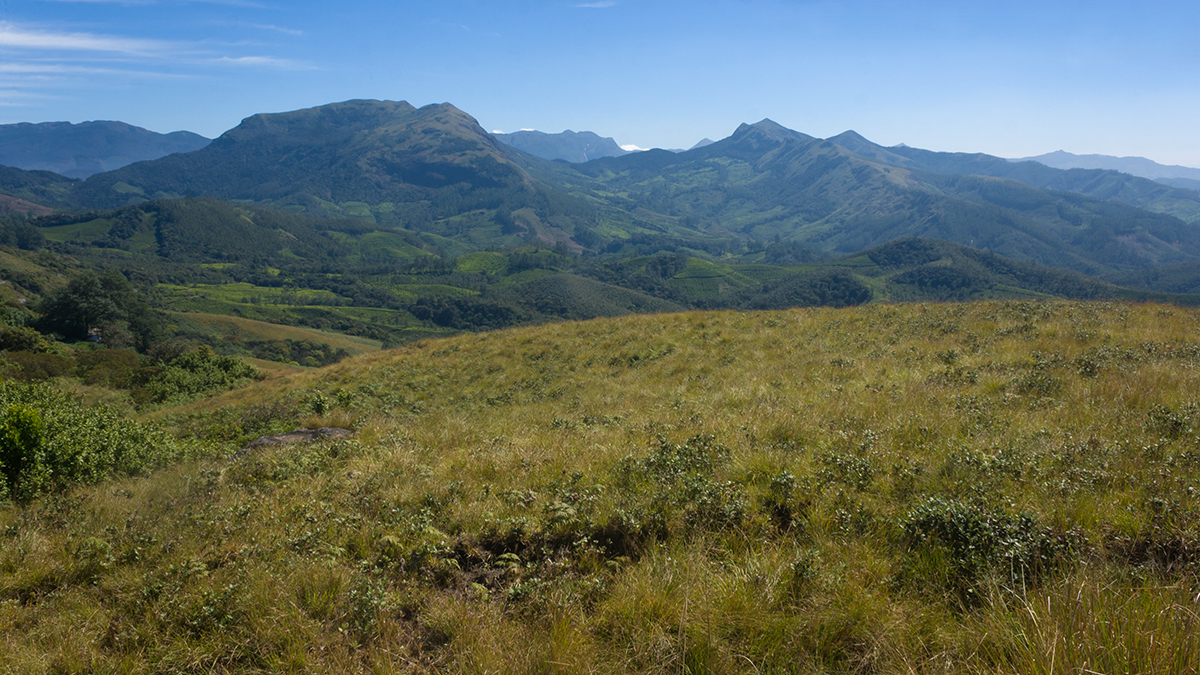 Eravikulam National Park River & Forest Canopy