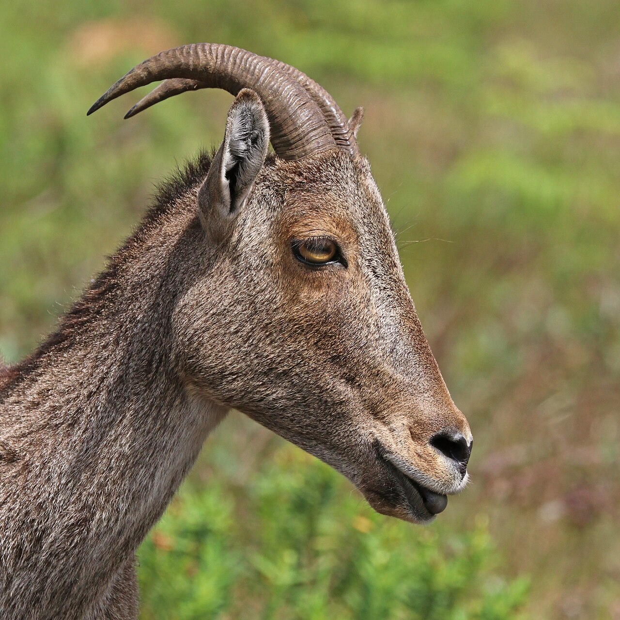 Eravikulam National Park Wildlife Action