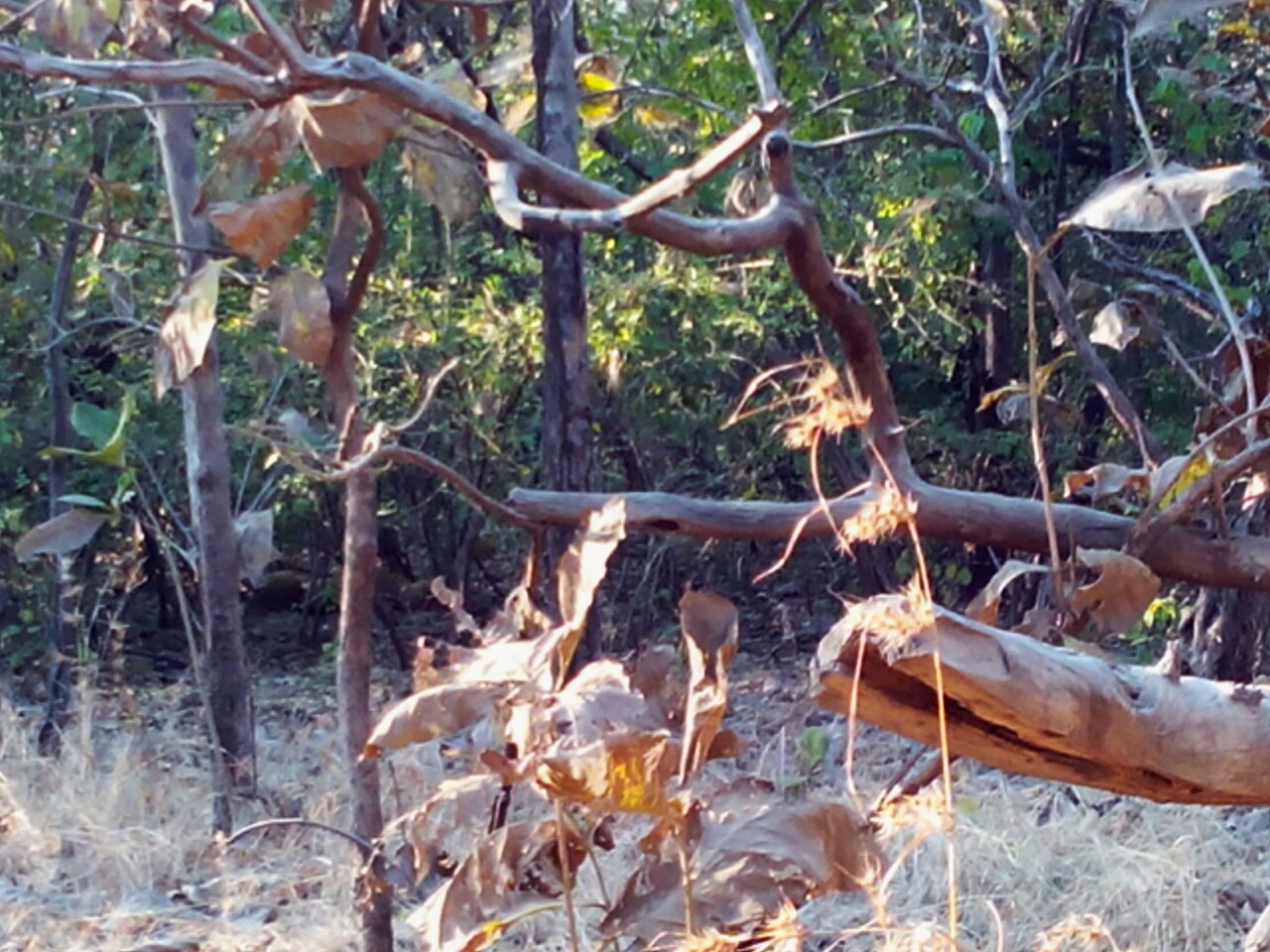 Gir National Park & Lion Sanctuary River & Forest Canopy
