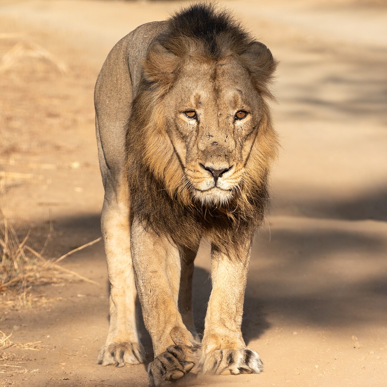 Gir National Park & Lion Sanctuary Wildlife Action