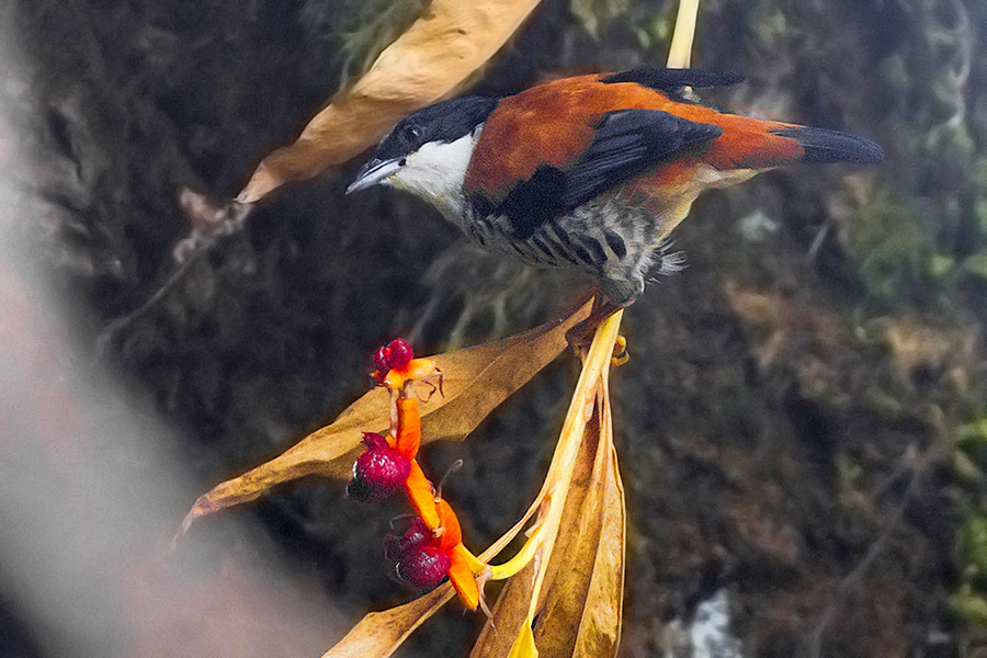 Khangchendzonga National Park Primary Landscape