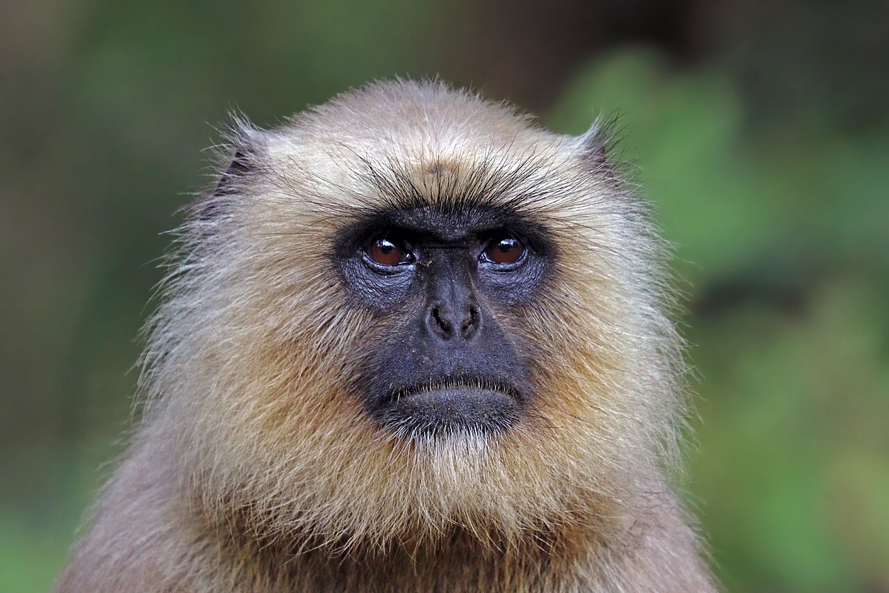 Landscape and flora of Surajpur Wildlife Sanctuary