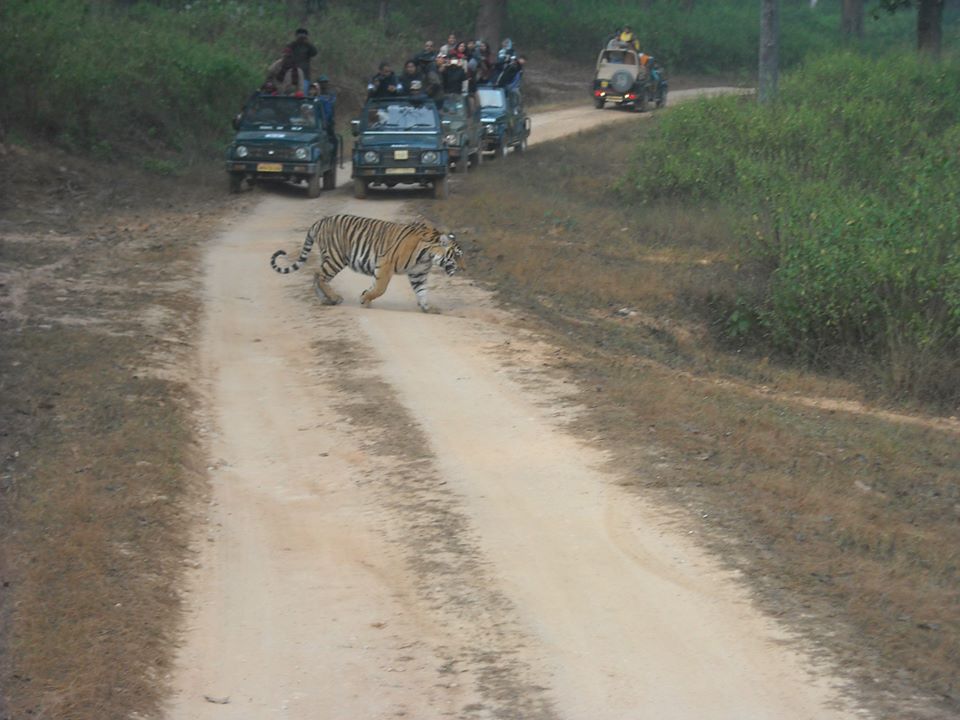 Kanha Tiger Reserve River & Forest Canopy
