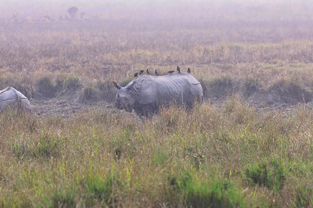 Orang Tiger Reserve Wildlife Action