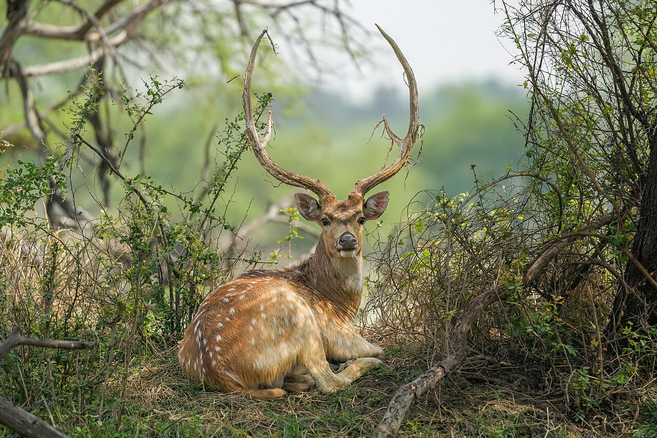 Keoladeo Ghana National Park Primary Landscape