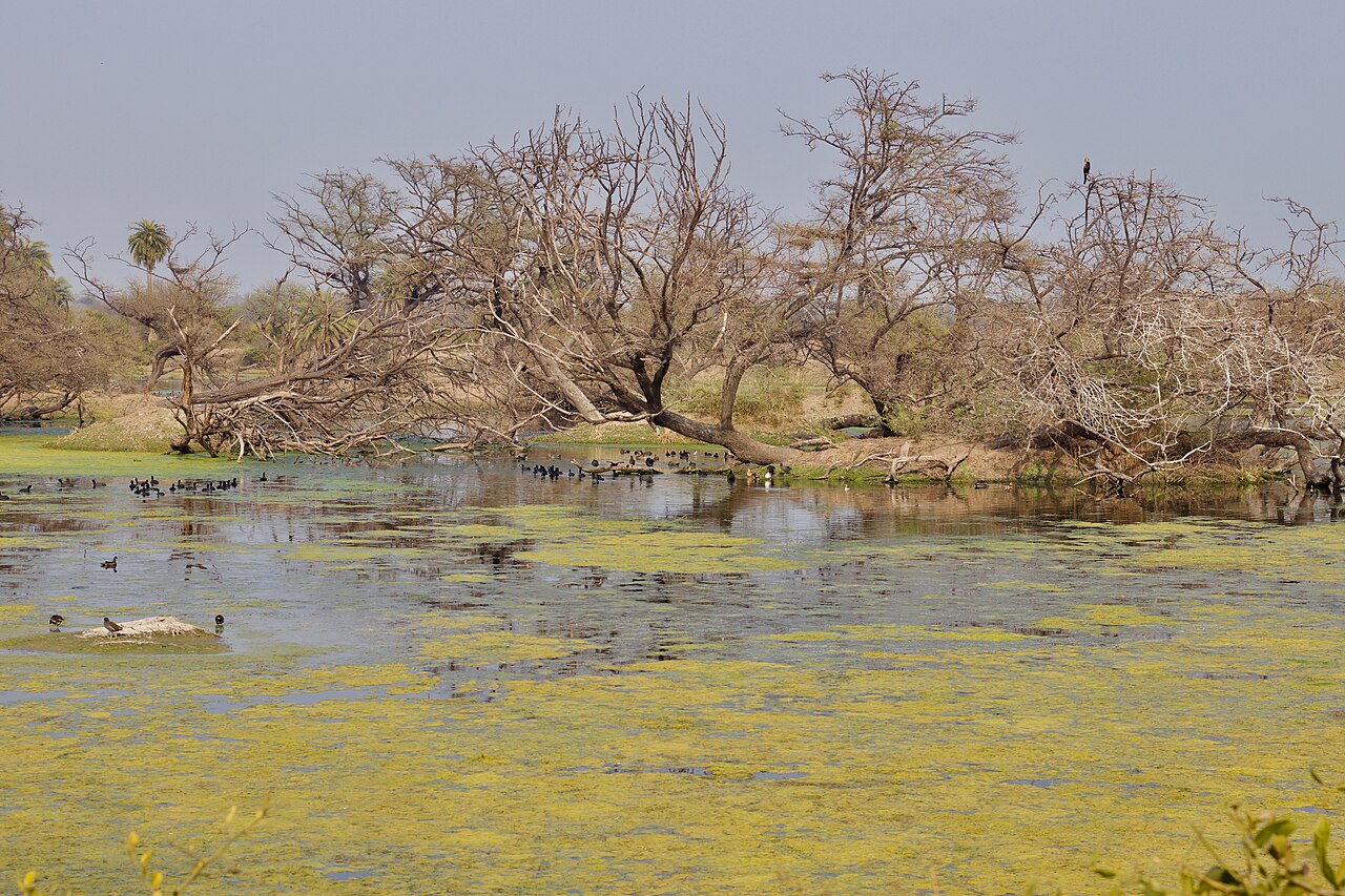 Keoladeo Ghana National Park River & Forest Canopy