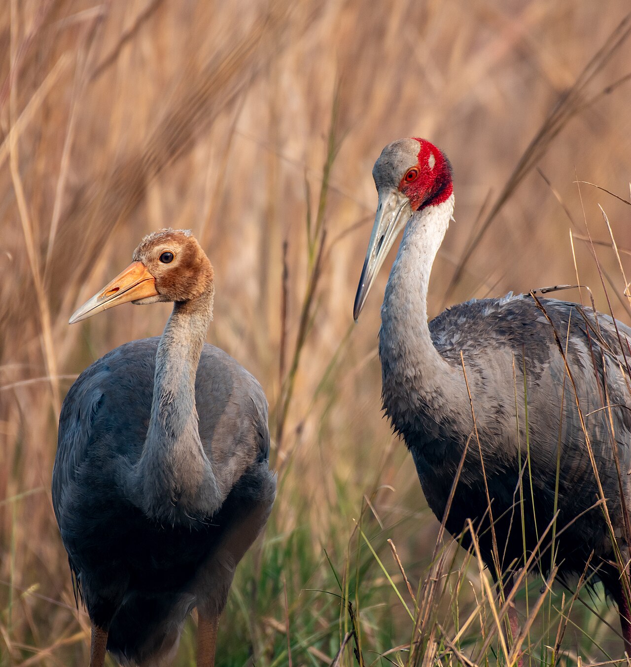 Keoladeo Ghana National Park Wildlife Action