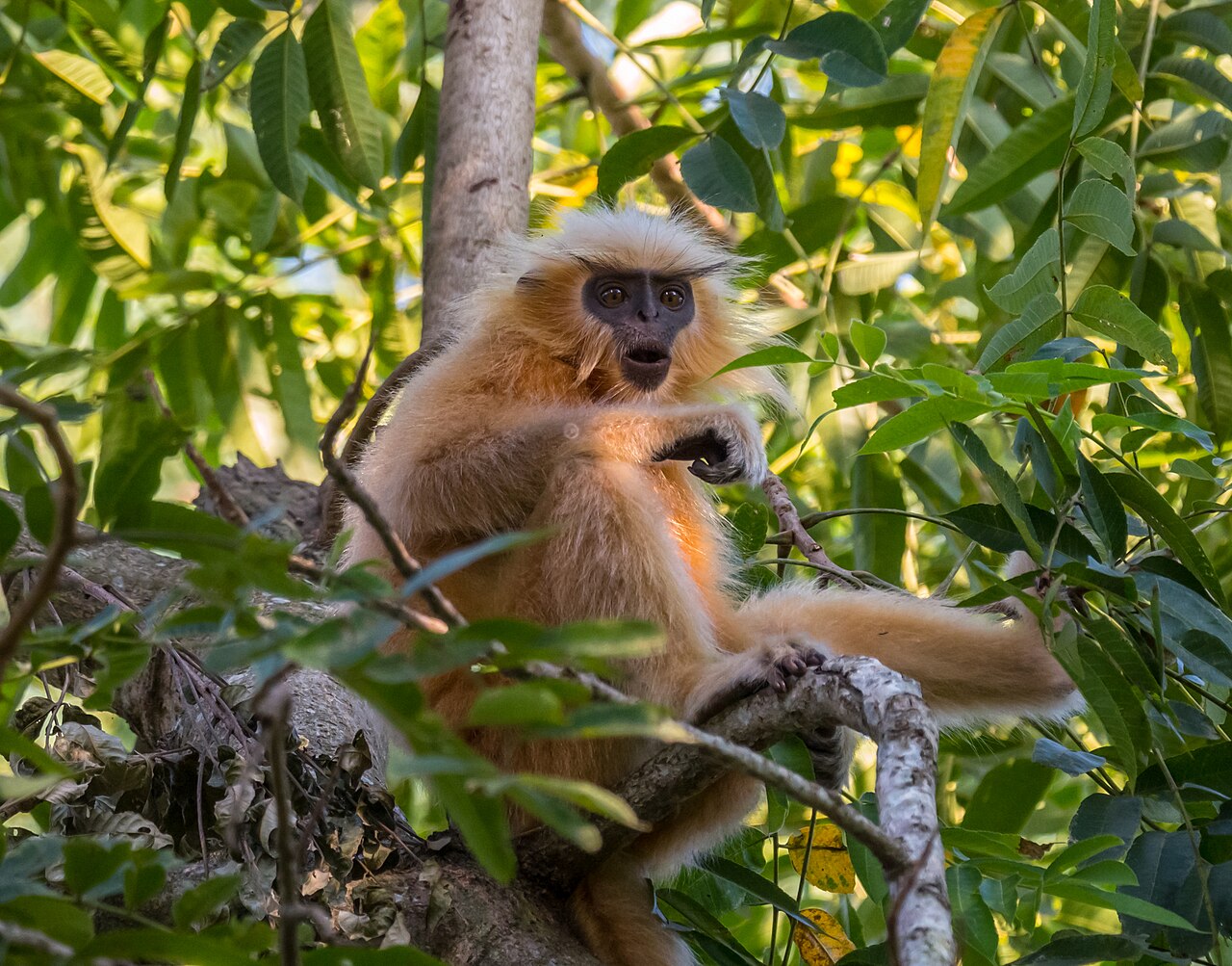 Nameri Tiger Reserve Wildlife Action