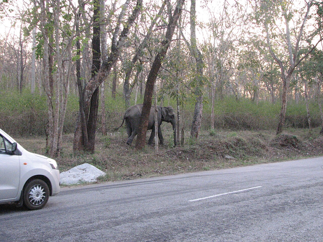 Mukurthi National Park & Tiger Sanctuary River & Forest Canopy
