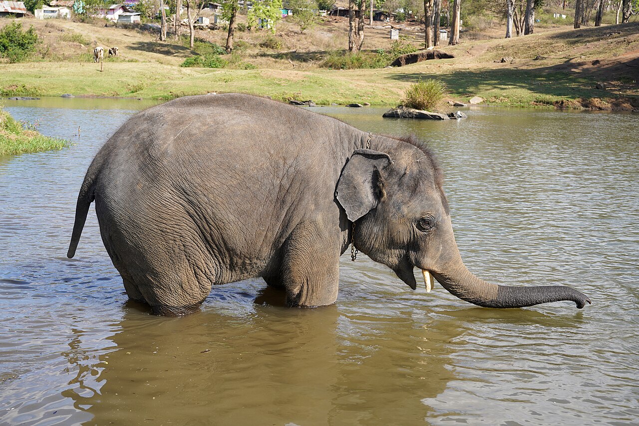 Mukurthi National Park & Tiger Sanctuary Wildlife Action