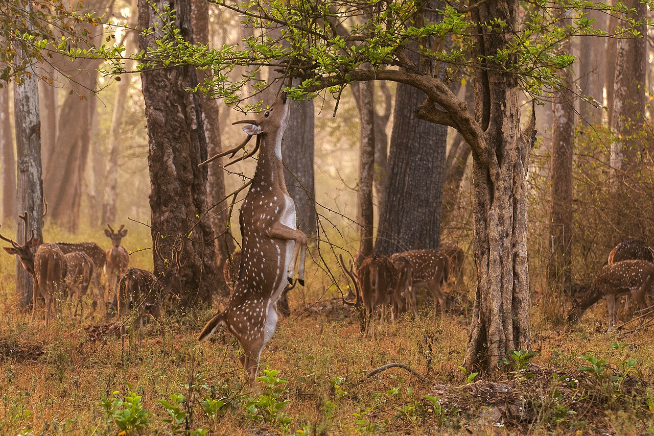Kali Tiger Reserve Primary Landscape