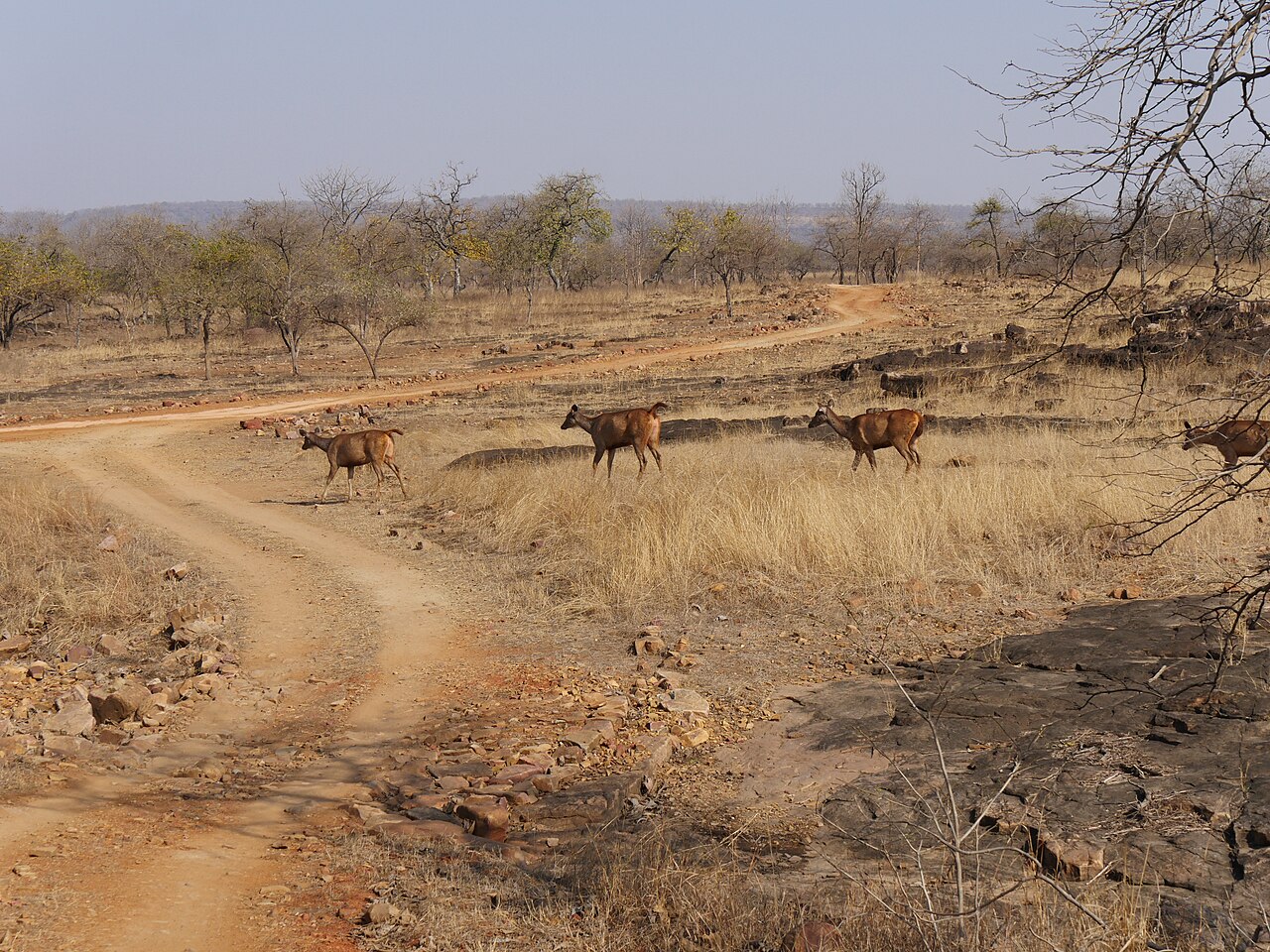 Landscape and flora of Morena Travel Guide Wildlife Sanctuary
