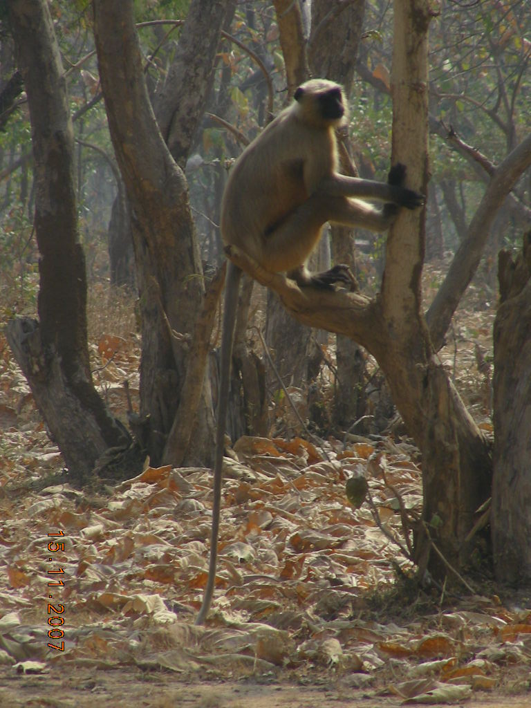 Panna Tiger Reserve Wildlife Action