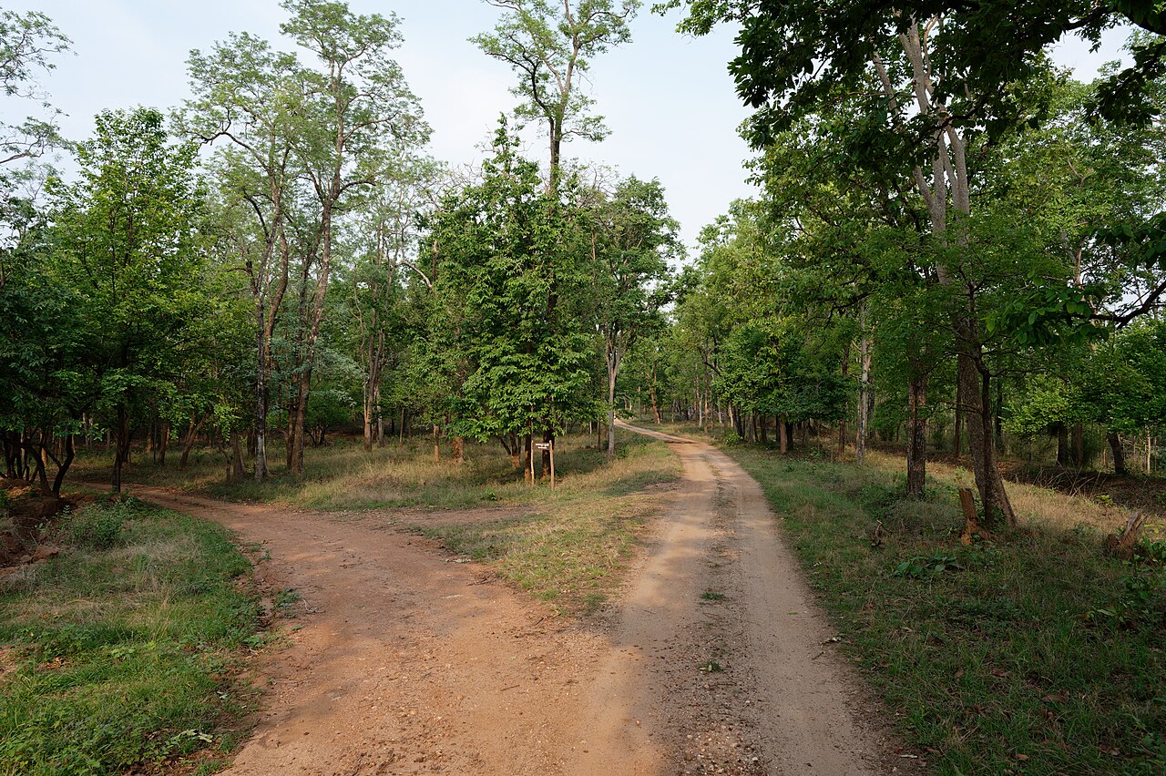 Pench Tiger Reserve River & Forest Canopy