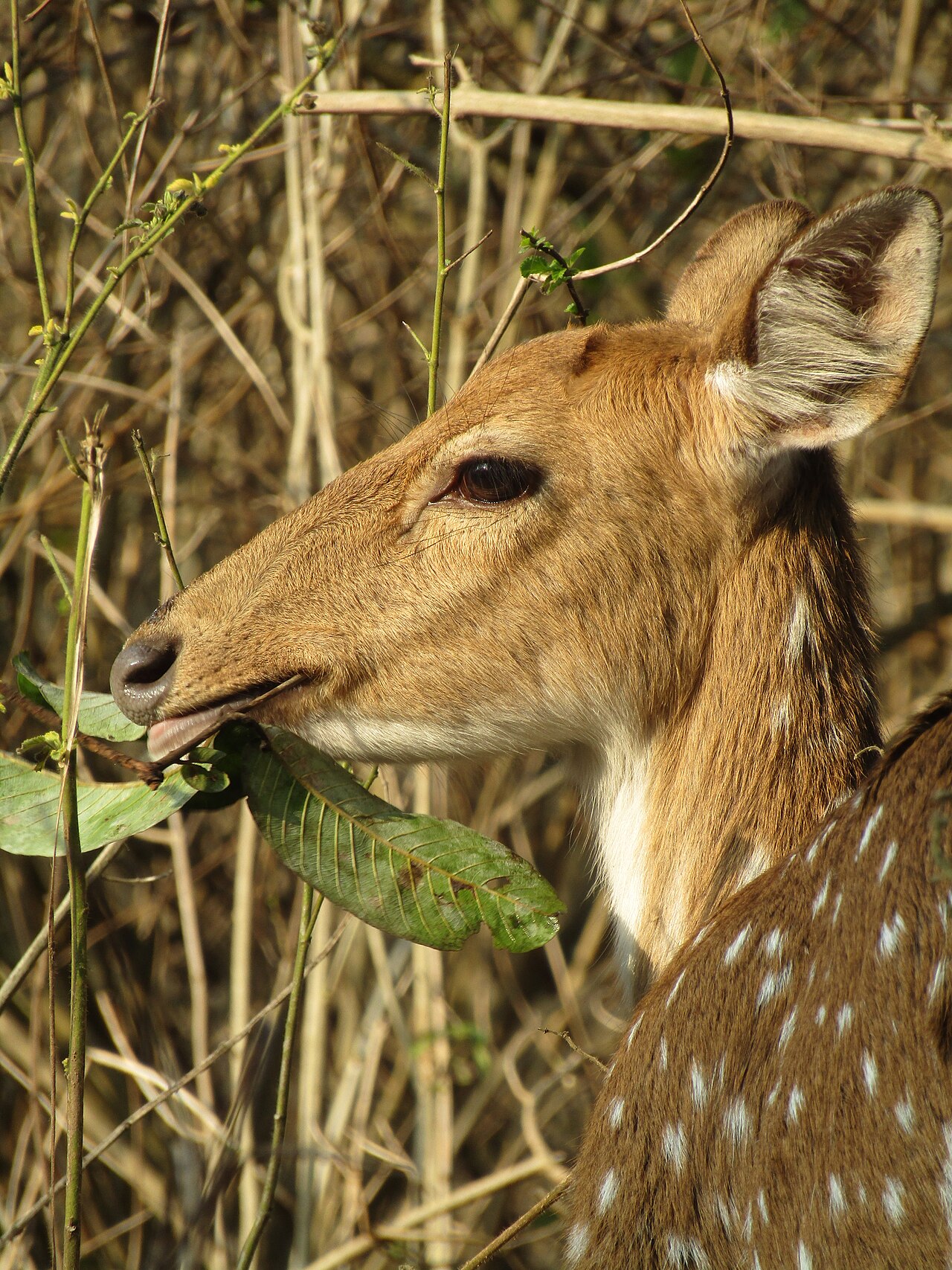 Simbalbara National Park & Tiger Corridor Primary Landscape