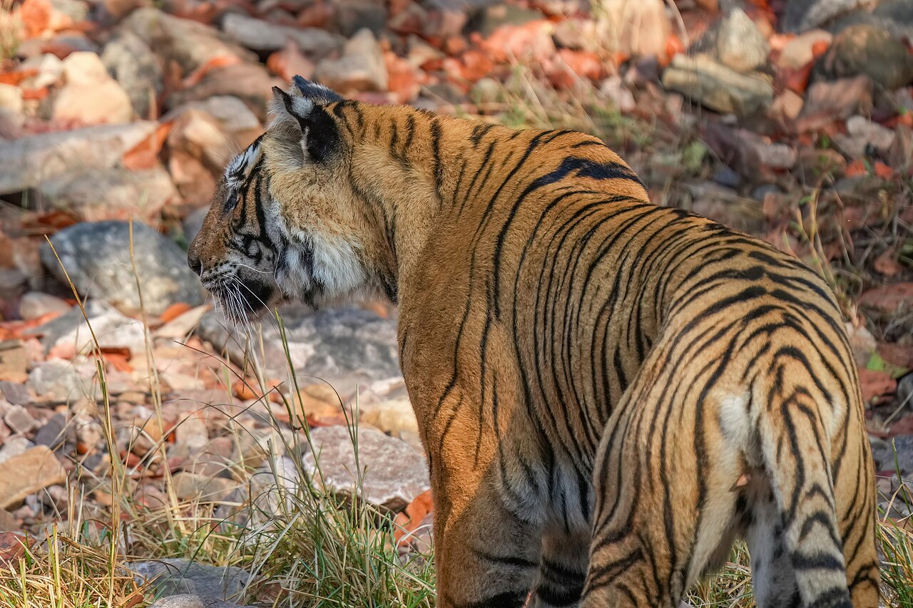 Mukundra Hills Tiger Reserve Wildlife Action