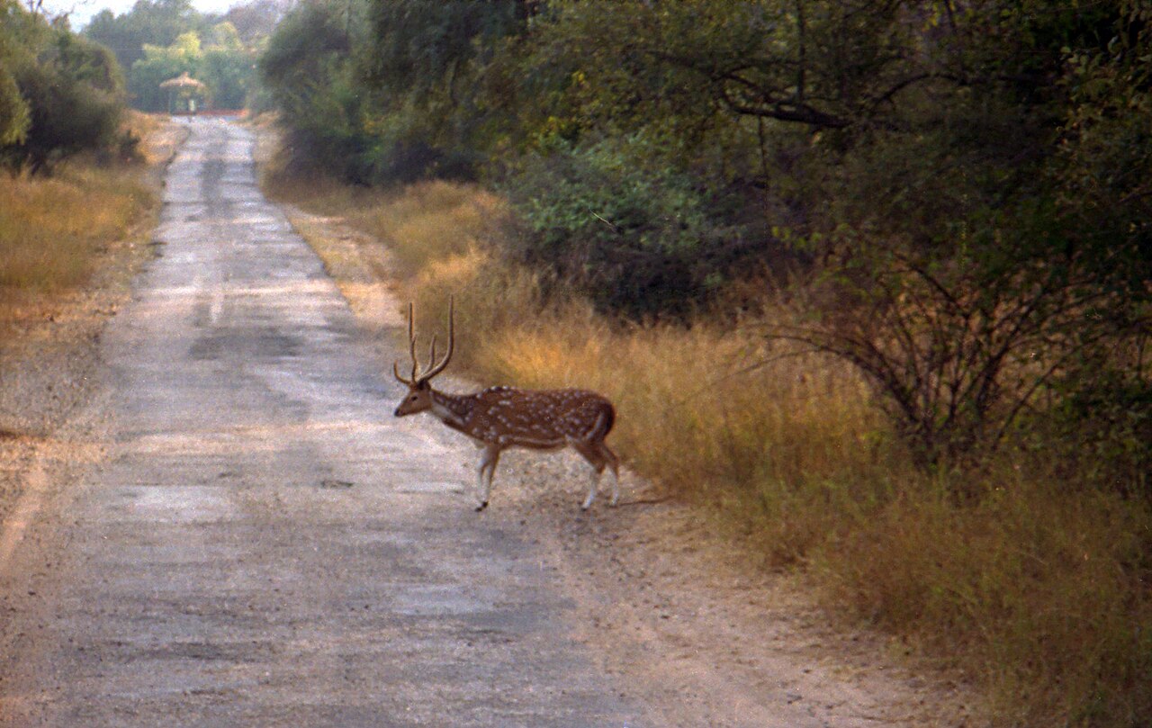 Landscape and flora of Banaskantha Wildlife Sanctuary