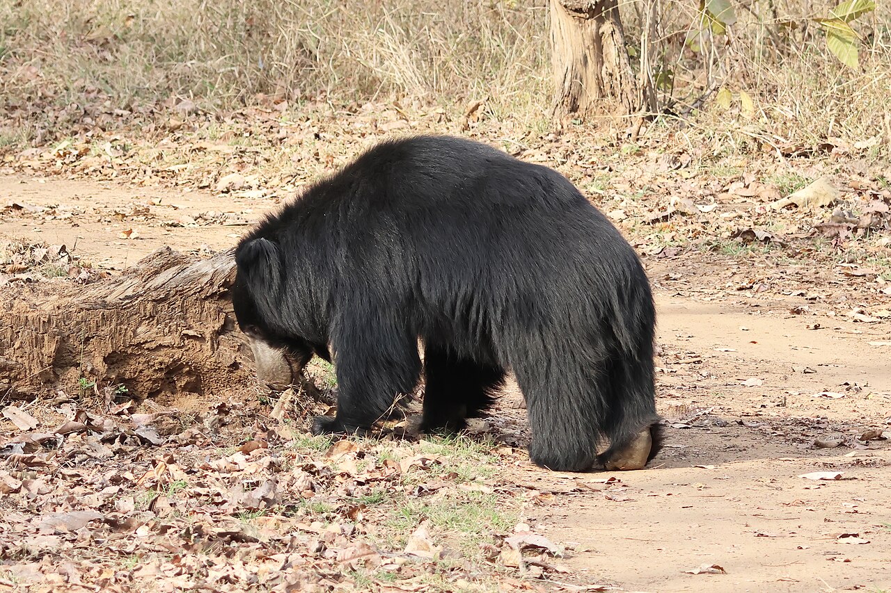 Satpura Tiger Reserve Primary Landscape