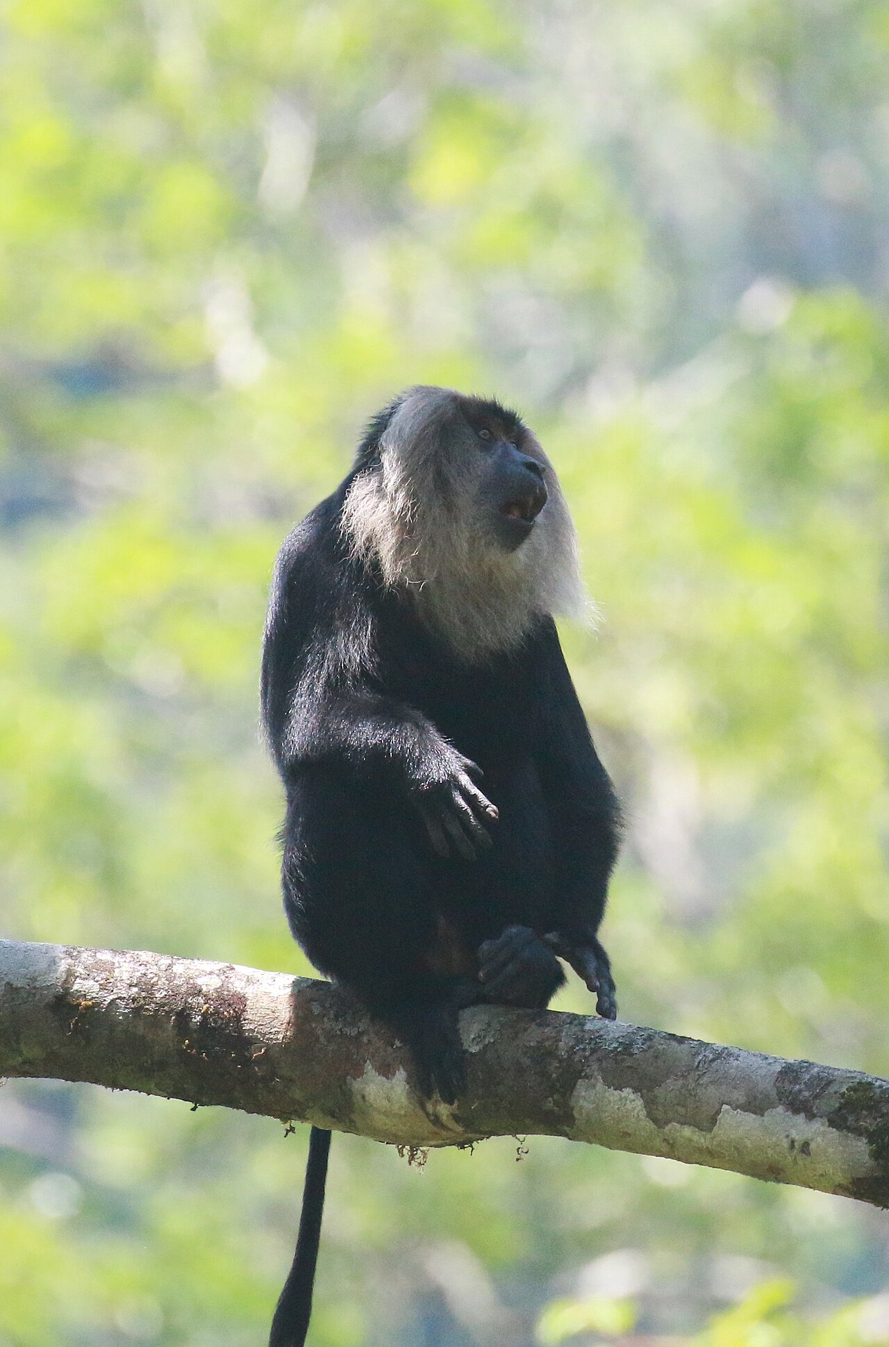 Silent Valley National Park Wildlife Action