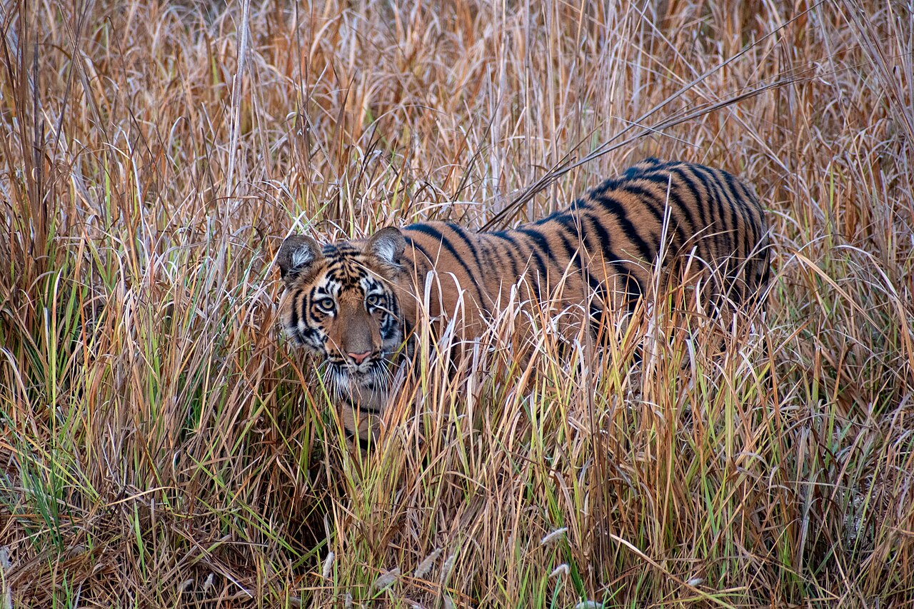 Nawegaon National Park & Tiger Sanctuary Scenic Ridge