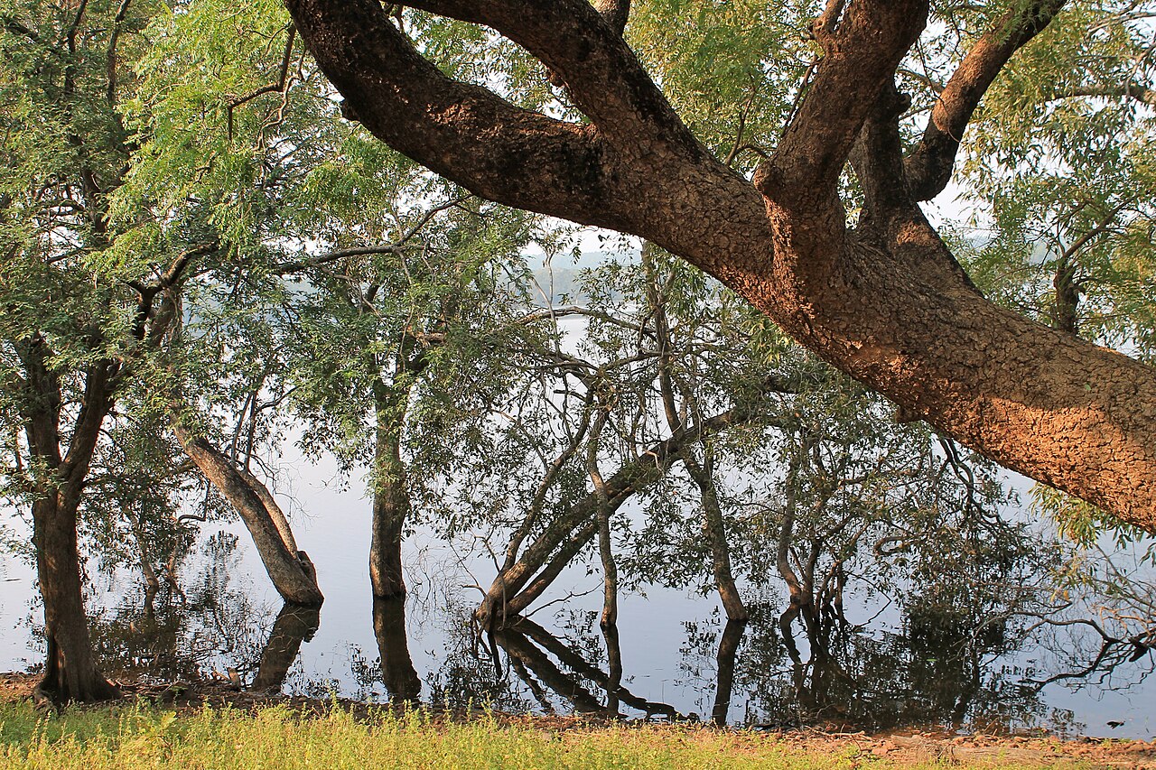 Nawegaon National Park & Tiger Sanctuary River & Forest Canopy