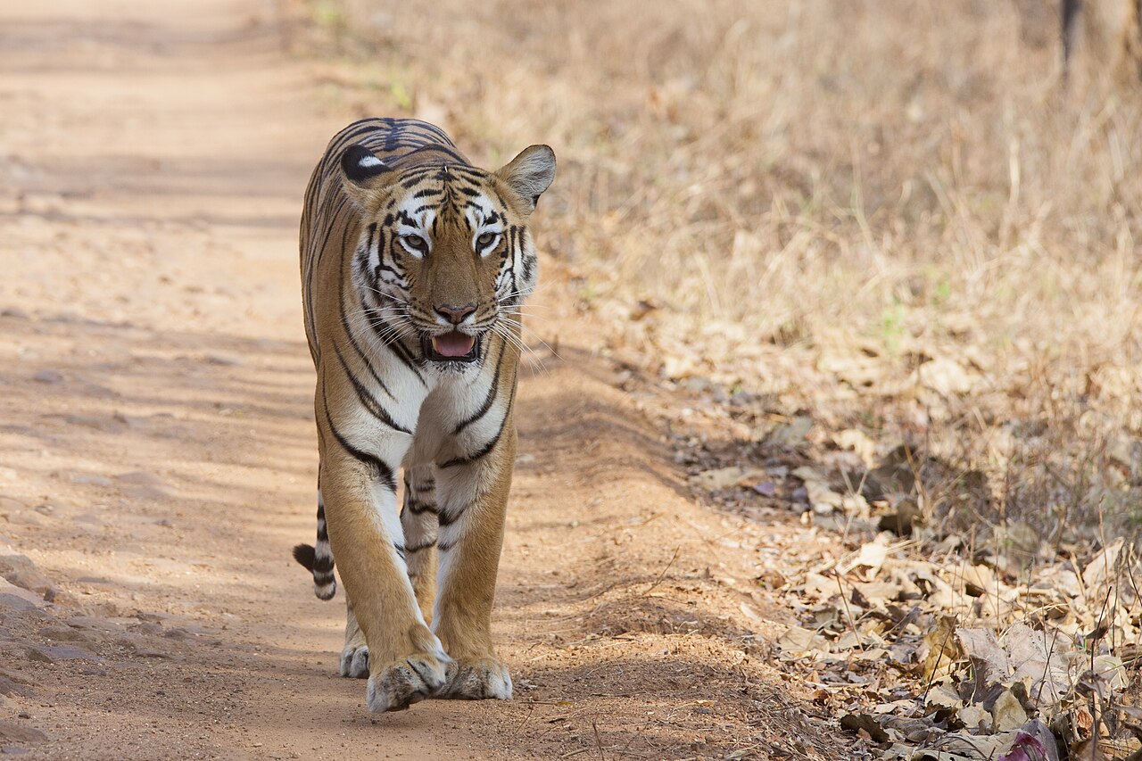 Nawegaon National Park & Tiger Sanctuary Wildlife Action